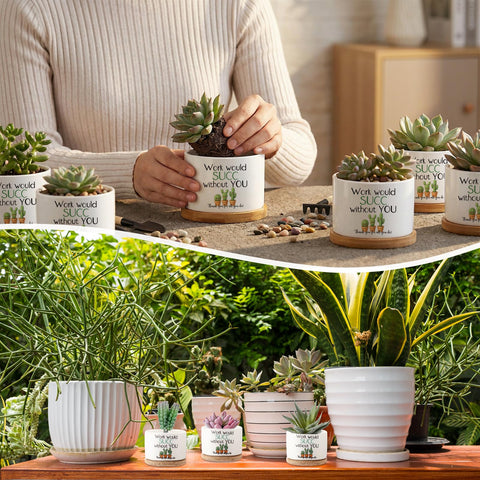 Potchen desk-friendly succulent decor enhances home or office spaces.