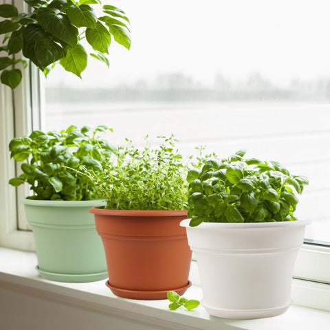 Pottiffe versatile sizes accommodate many plants from herbs to succulents.