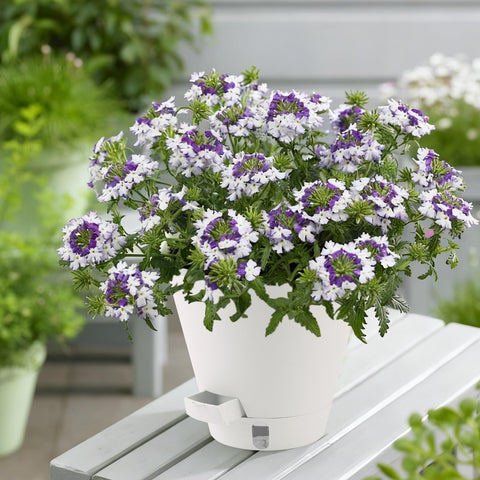 Pottiffe 8-inch pot supports various plants like succulents and tropicals