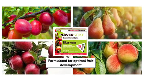 Power Spike is inserted near the trunk to deliver nutrients to feeder roots.