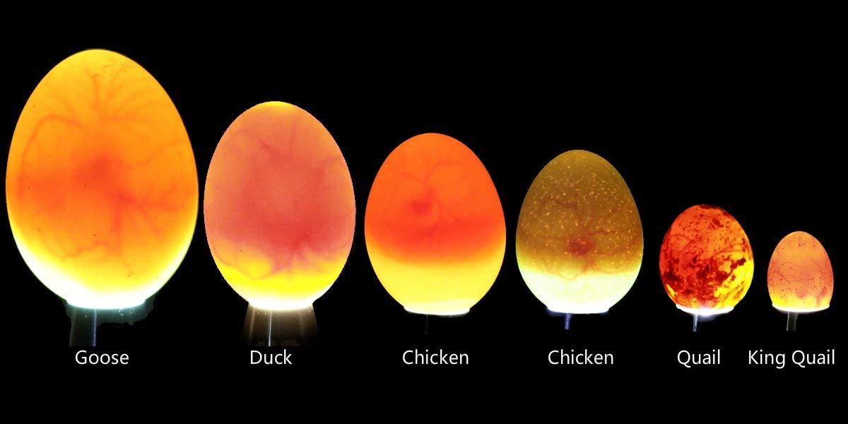 Powerful egg candler highlights candling through thick eggshells.