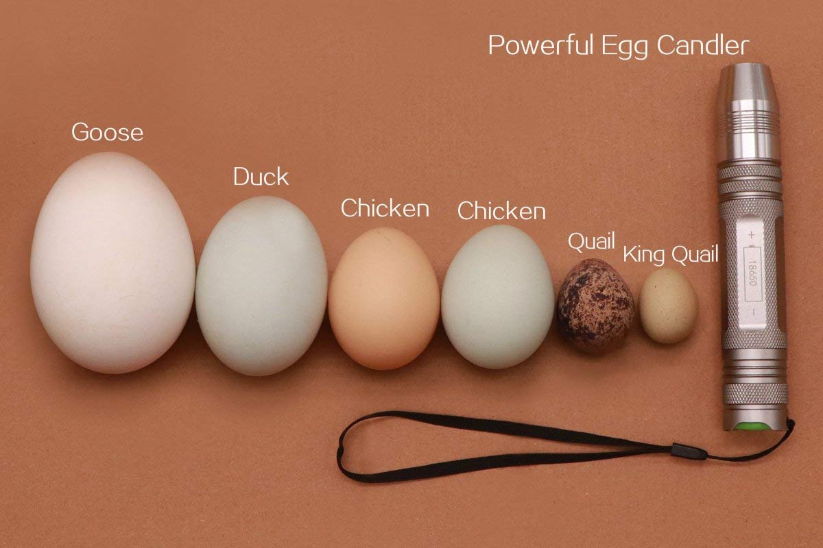 Powerful egg candler in use in a dark room reveals embryo visibility.