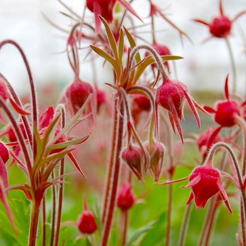 Prairie Smoke seeds border perennial, low-maintenance texture for native landscapes.
