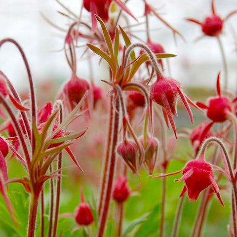 Prairie Smoke seeds border perennial, low-maintenance texture for native landscapes.