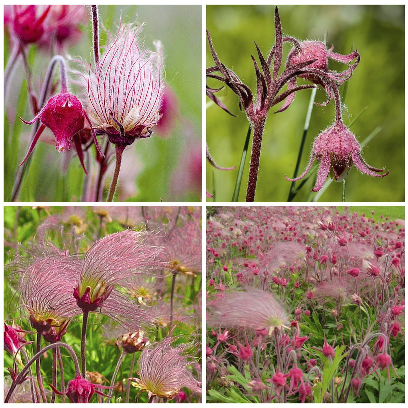 Prairie Smoke seeds flower close-up, showcasing delicate bells for a dramatic garden feature.