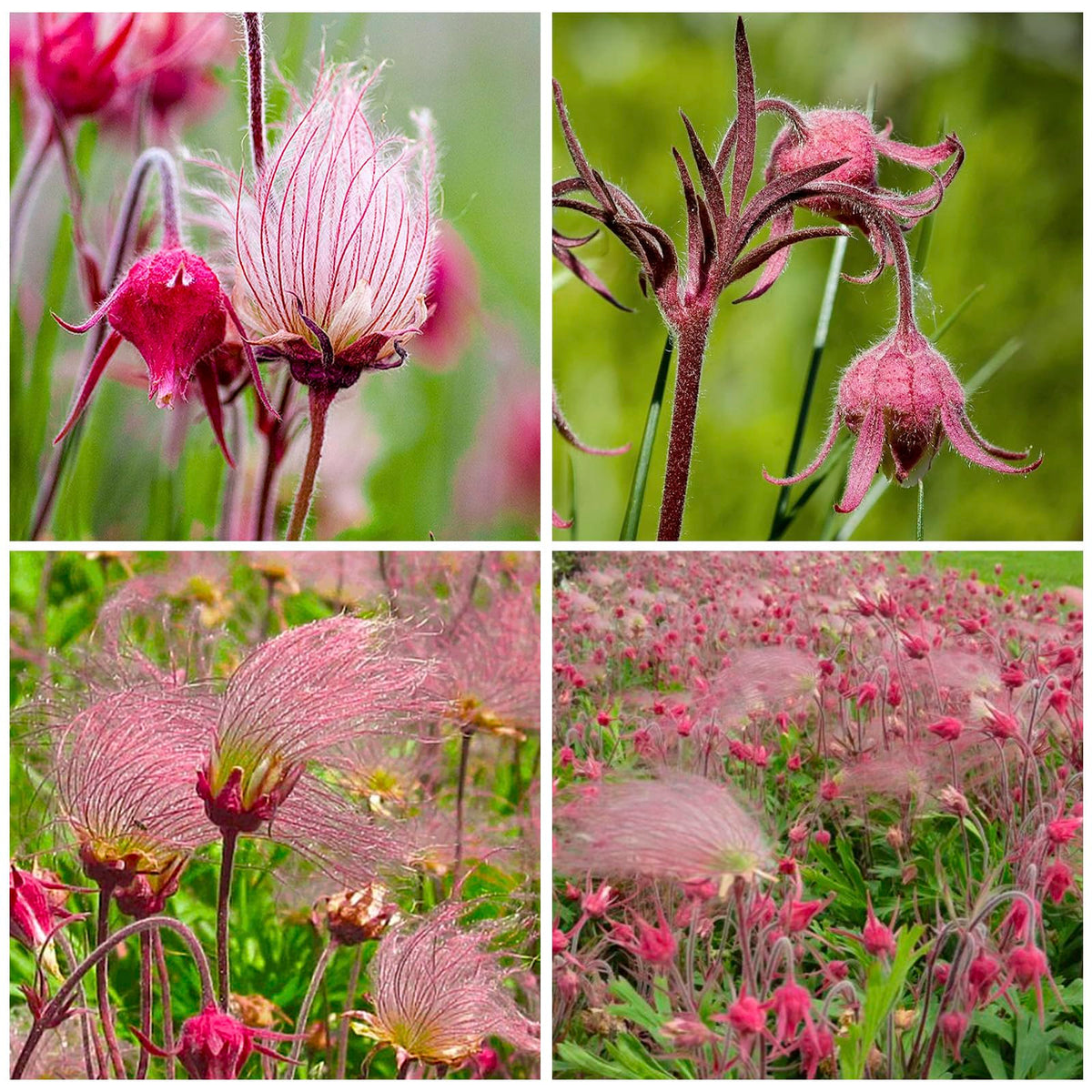 Prairie Smoke seeds flower close-up, showcasing delicate bells for a dramatic garden feature.