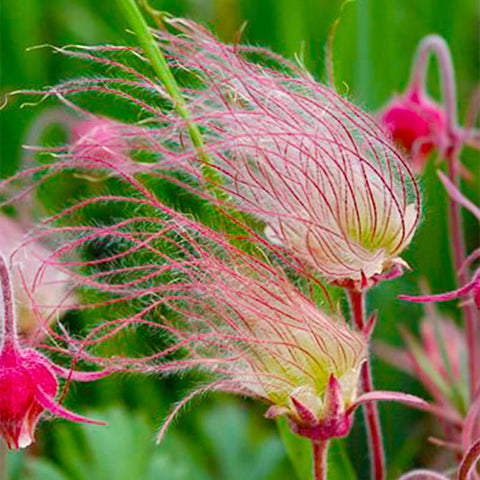 Prairie Smoke seeds rock garden texture in bloom, adding visual interest and contrast.