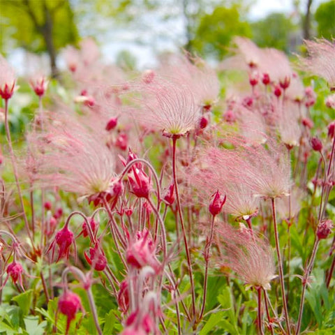 Prairie Smoke seeds seed-head close-up, highlighting smoky plumes for borders.