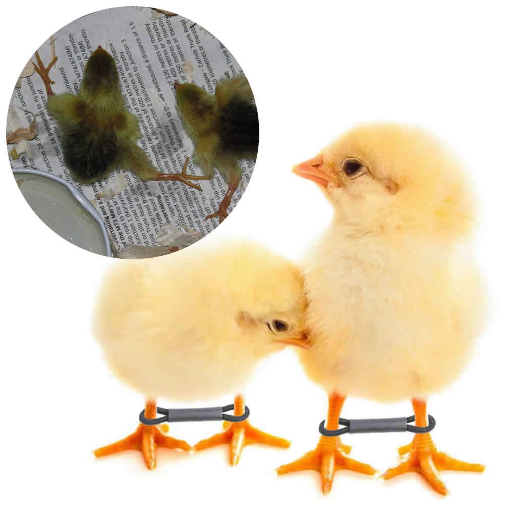 Pranovo baby chick leg hobbles on a newly hatched chick to support leg alignment.