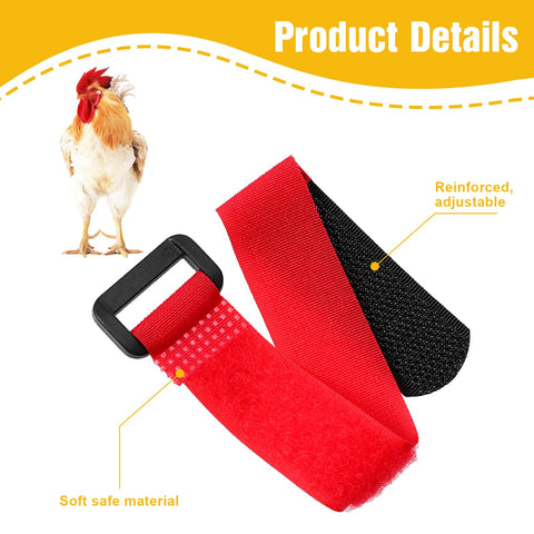 Prasacco No Crow Collar on a chicken demonstrates comfortable wear.