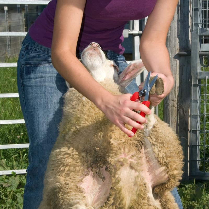 Rounded blade tips enable safe hoof cleaning and probing