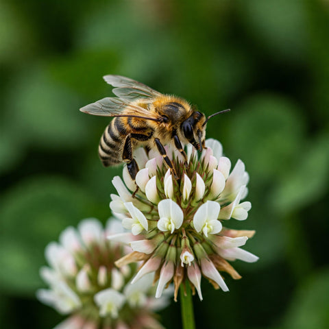 Premium Coated White Dutch Clover Seed naturally fixes nitrogen for healthier soil.