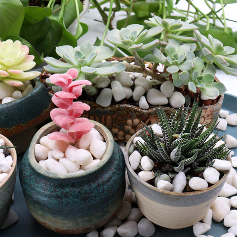Premium Pebbles White Rocks showing natural texture and stone character in décor