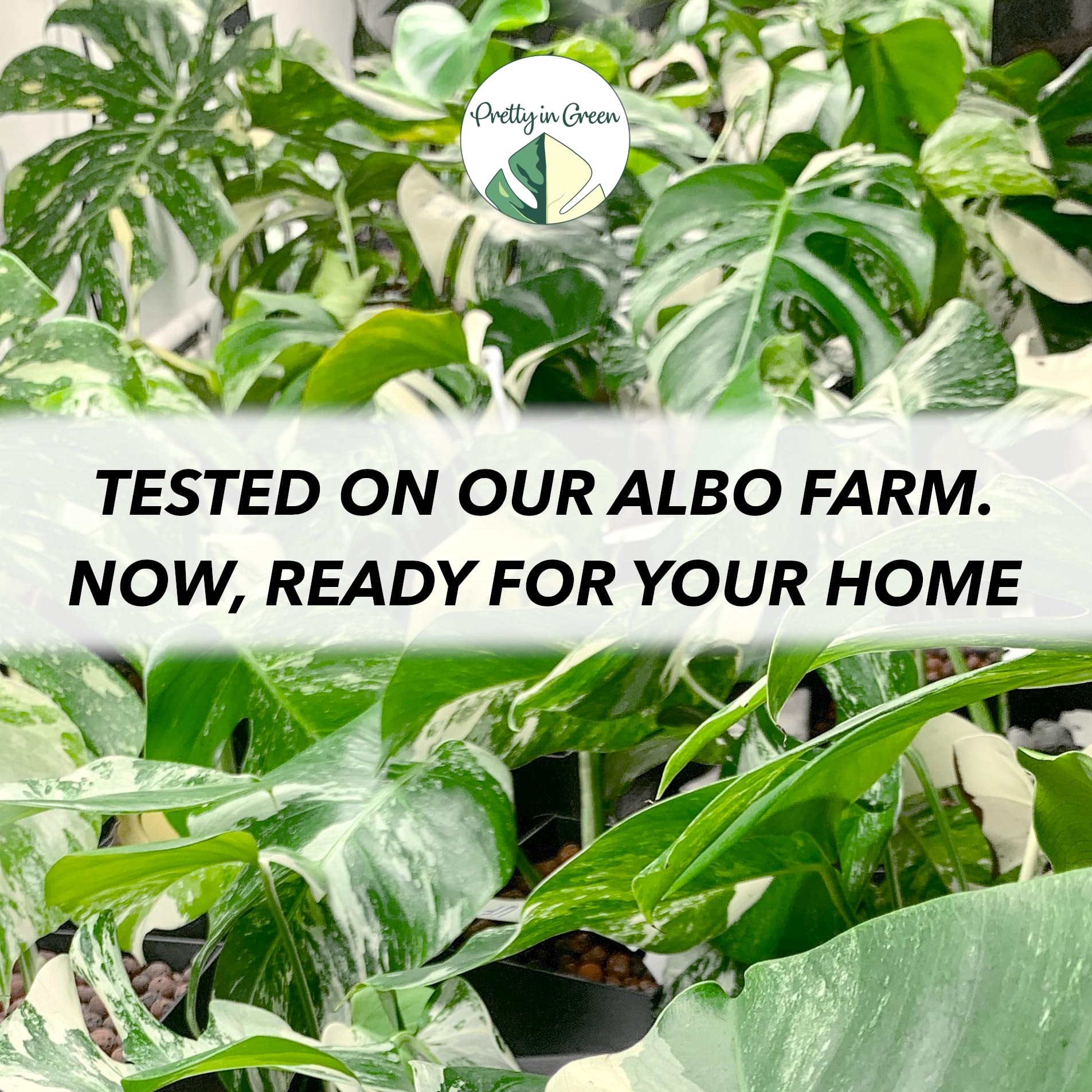 Leaf LUX dilution in water demonstrating safe, ready-to-use feed