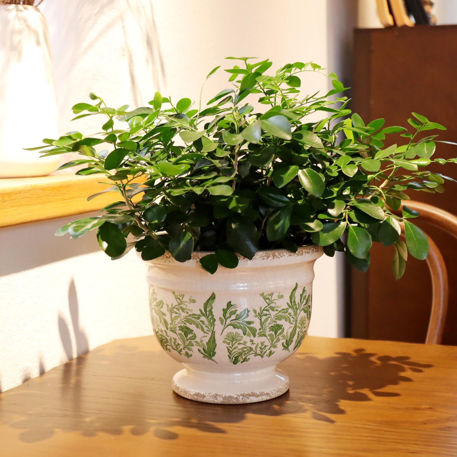 Pricetail gift-ready packaging makes a thoughtful plant lover's present.