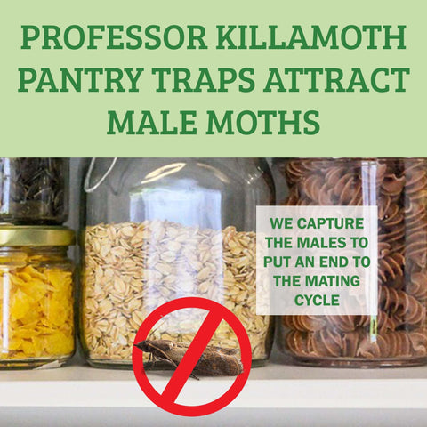 Professor Killamoth traps protect stored flour and grains.