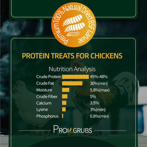 PROILGRUBS dried BSFL larvae close-up, high-protein treat for healthy flocks.