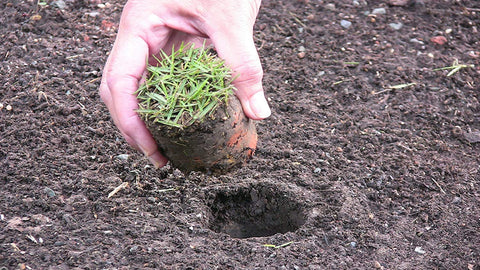 ProPlugger 5-in-1 weeding function tackles deep taproot weeds.