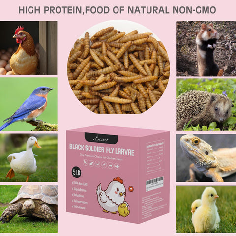 PROSECT BSFL larvae closeup highlighting high-protein content for poultry.