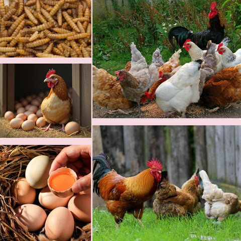 PROSECT BSFL non-GMO larvae for safe bird nutrition.