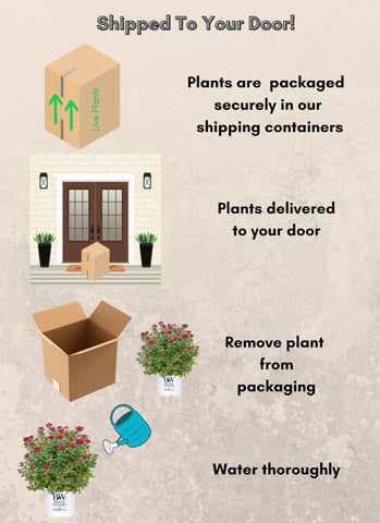 Full sun to partial shade offers flexible placement options.