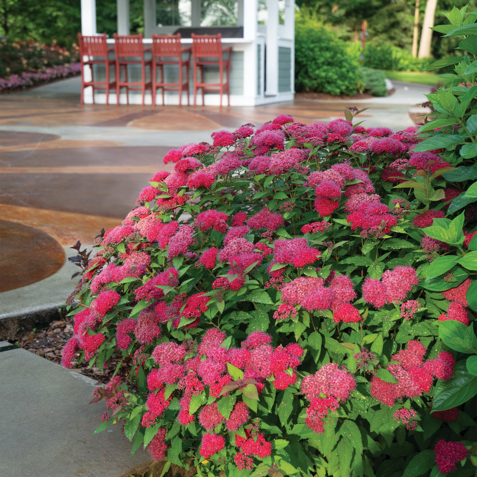 Proven Winners Doozie Spirea reaches 24-36 inches, fitting borders and accents.