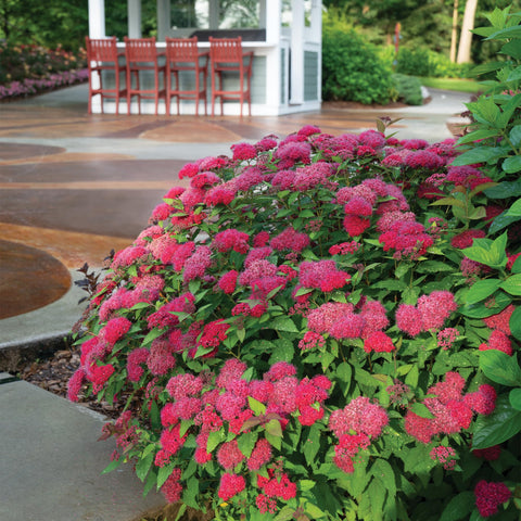 Proven Winners Doozie Spirea reaches 24-36 inches, fitting borders and accents.