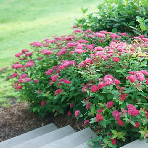 Proven Winners Doozie Spirea remains deer resistant for low-maintenance gardens.