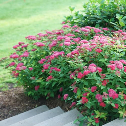 Proven Winners Doozie Spirea remains deer resistant for low-maintenance gardens.