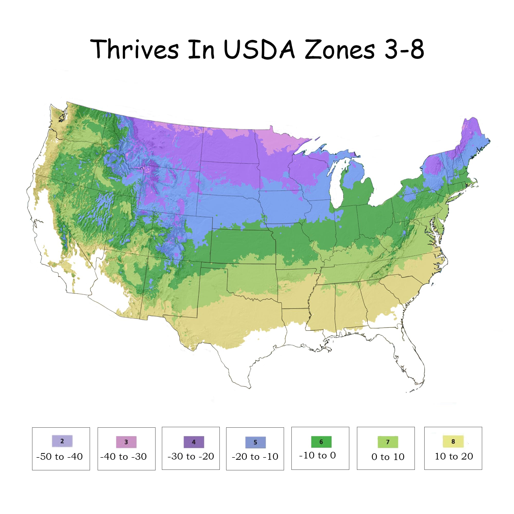 Thrives in USDA zones 3-8, suitable for many climates.