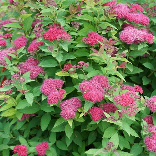 Drought-tolerant and easy to care for, Doozie thrives in tough conditions.