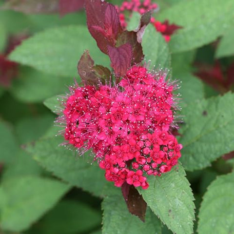 Doozie Spirea's purple-red blooms add long-season color to garden beds.