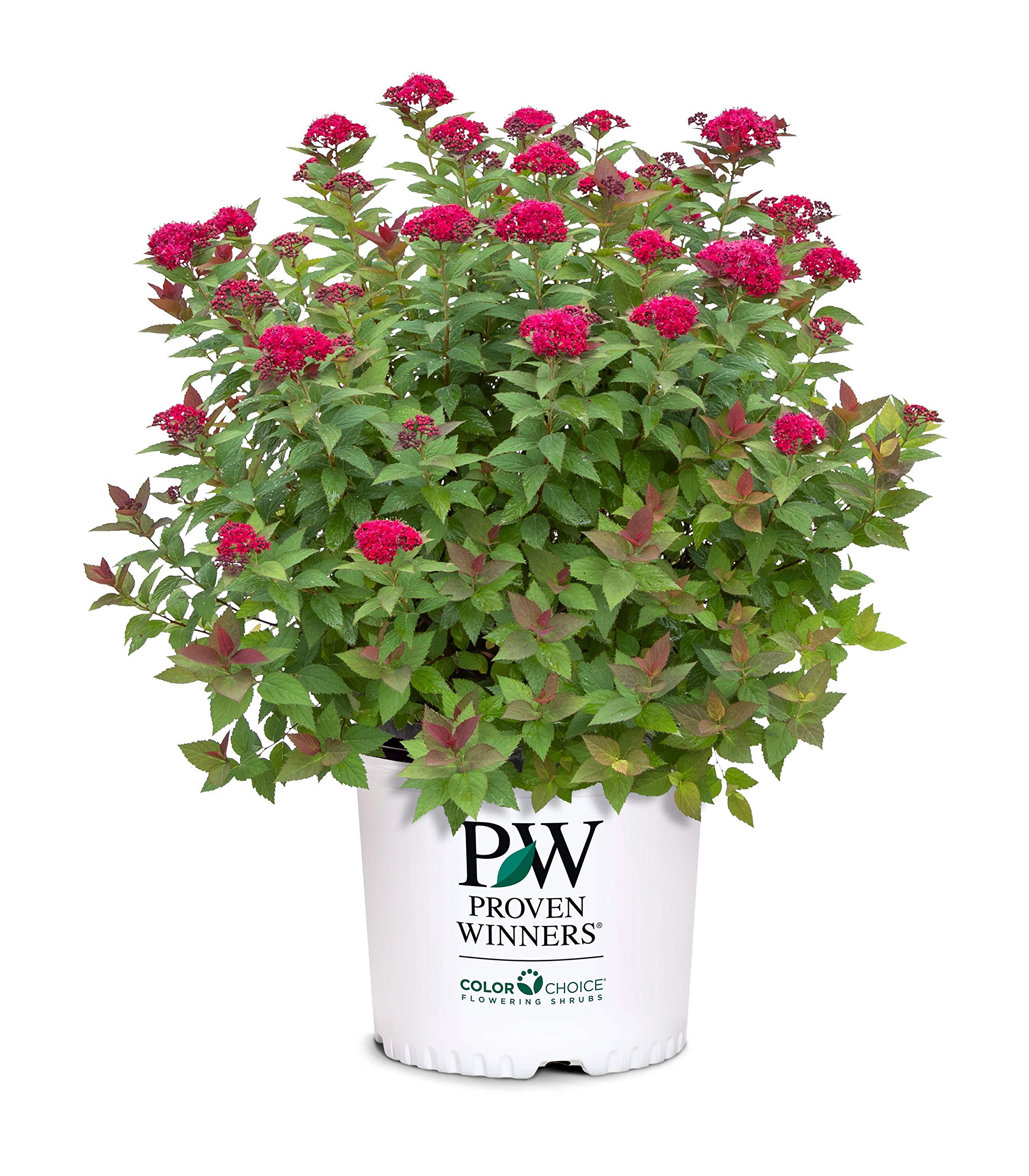 Proven Winners Doozie Spirea displays spring-bright foliage for borders.