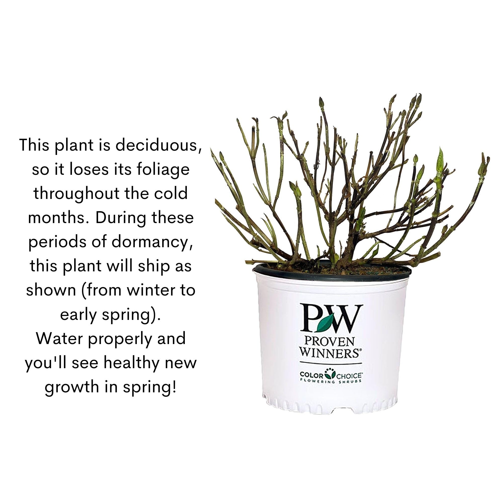 Seedless growth directs energy into flowering for extended color.
