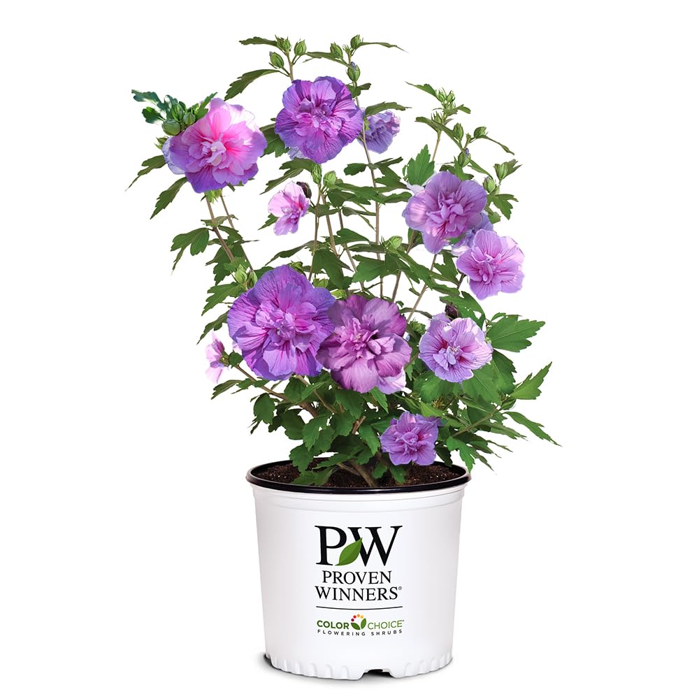 Proven Winners Dark Lavender Chiffon Hibiscus bloom close-up, vibrant lavender color for borders.