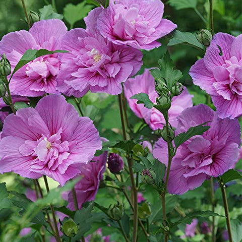 Proven Winners Dark Lavender Chiffon border display, repeated color along paths.