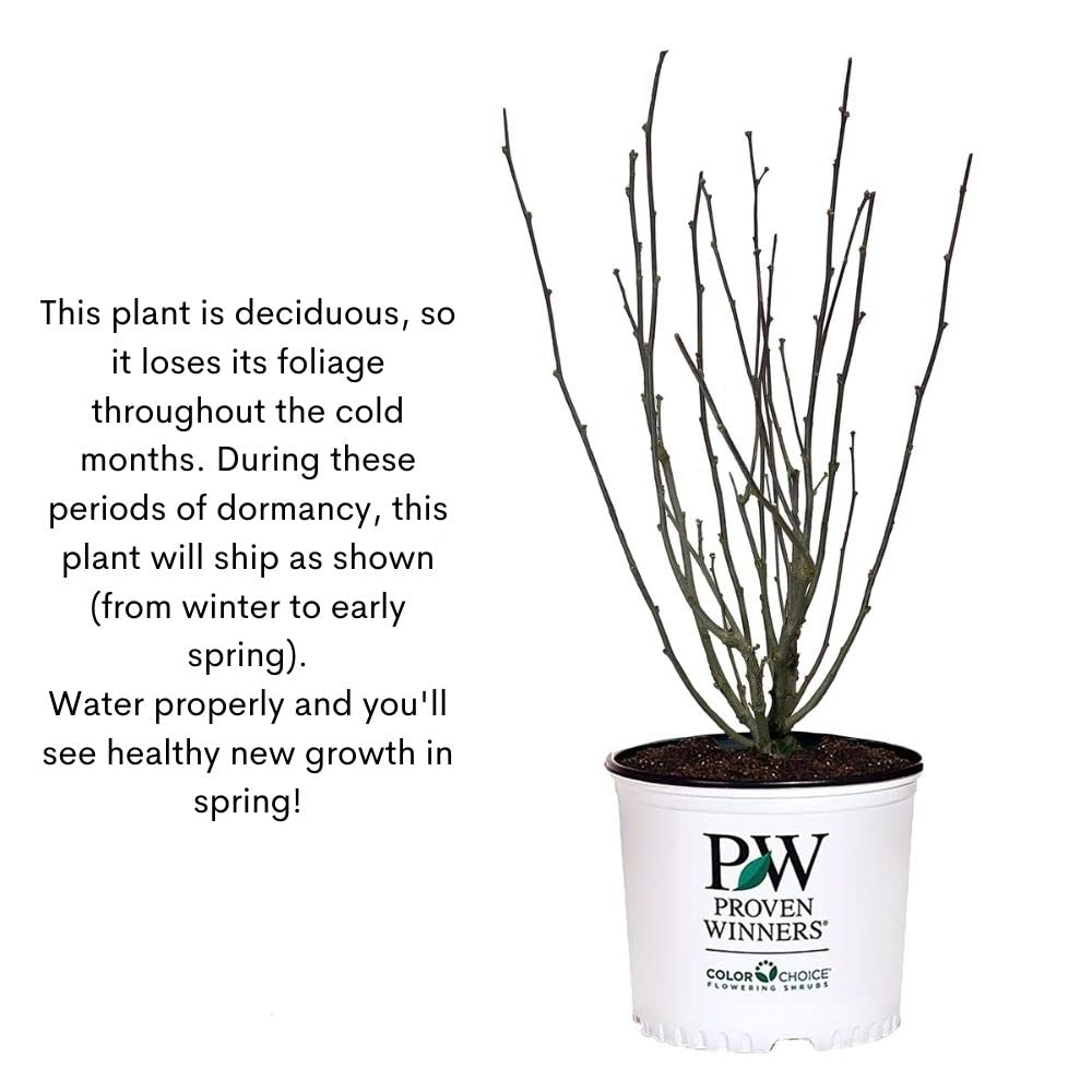 Proven Winners Dark Lavender Chiffon container display, eye-catching focal point.
