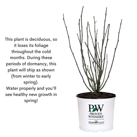 Proven Winners Dark Lavender Chiffon container display, eye-catching focal point.