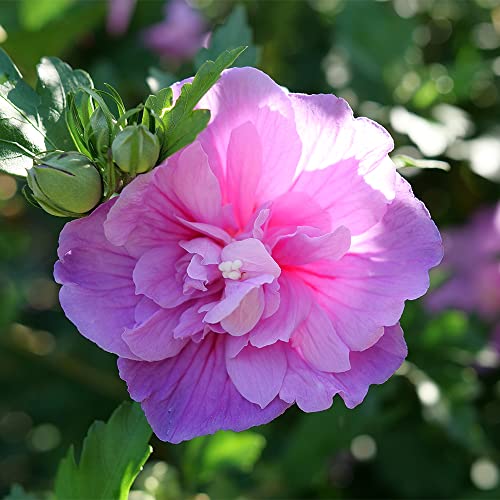 Proven Winners Dark Lavender Chiffon in container planting, versatile patio display.