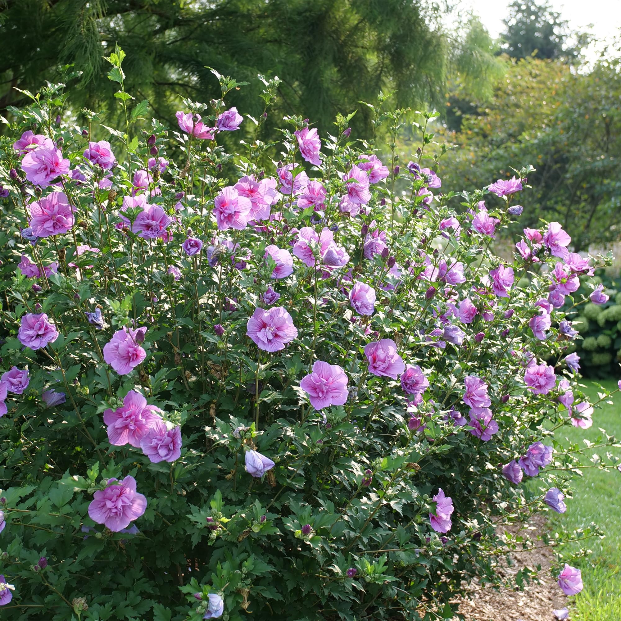 Proven Winners Dark Lavender Chiffon mass planting creates a lush privacy screen.