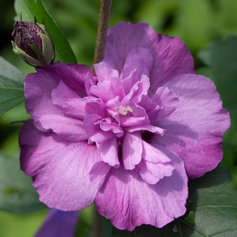 Proven Winners Dark Lavender Chiffon Rose of Sharon stem arch, graceful garden structure.