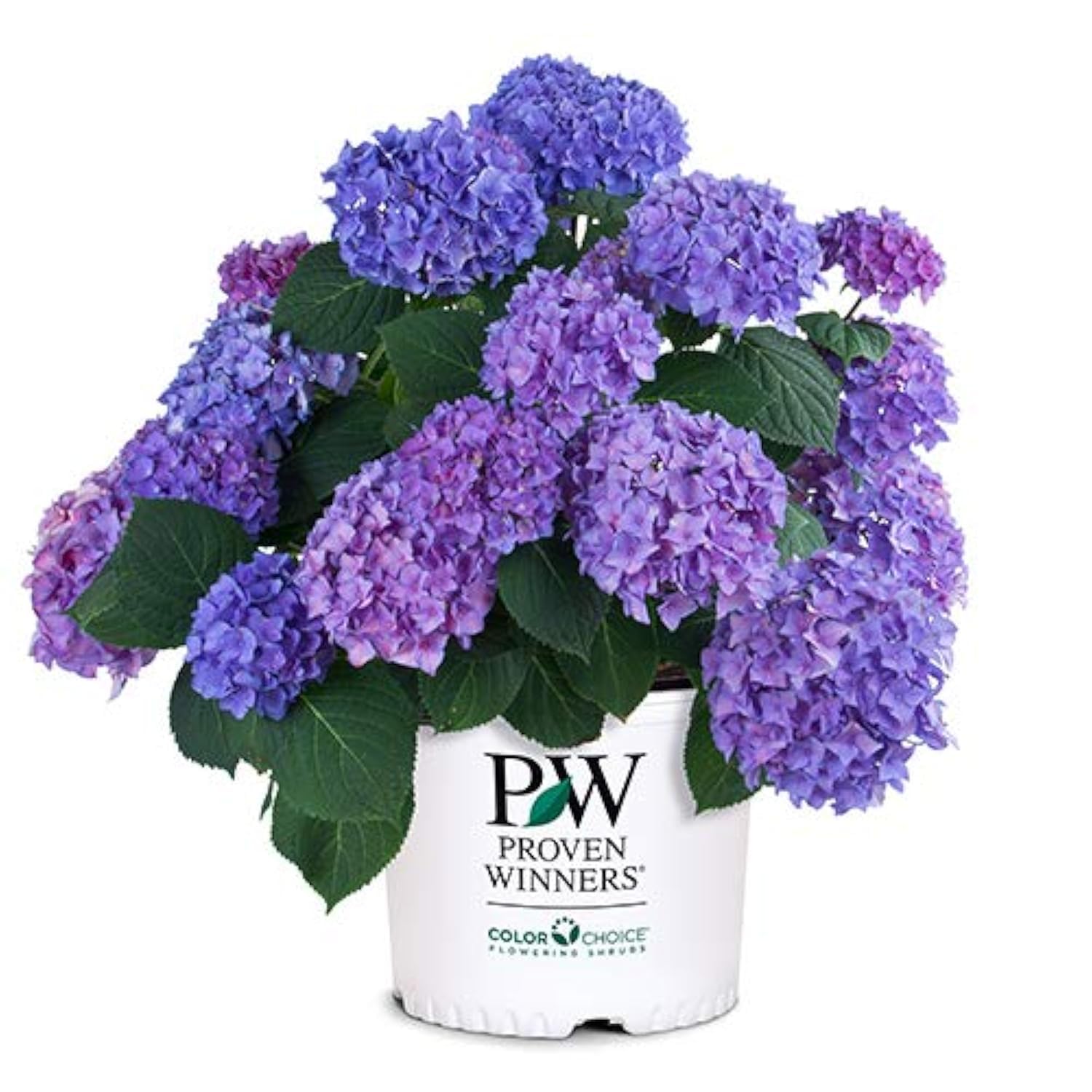 Proven Winners Let’s Dance Rhythmic Blue bloom close-up showing vibrant color