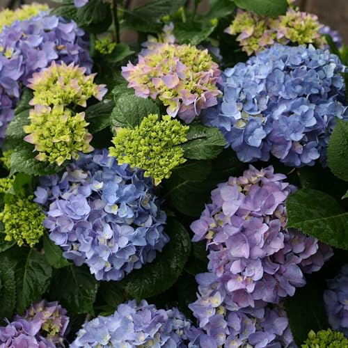 Proven Winners Let’s Dance Rhythmic Blue color-change bloom highlights soil pH effects