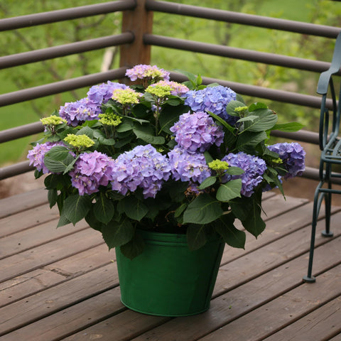 Proven Winners Let’s Dance Rhythmic Blue dormant shipment ready for spring
