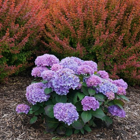Proven Winners Let’s Dance Rhythmic Blue mophead flowers in full bloom