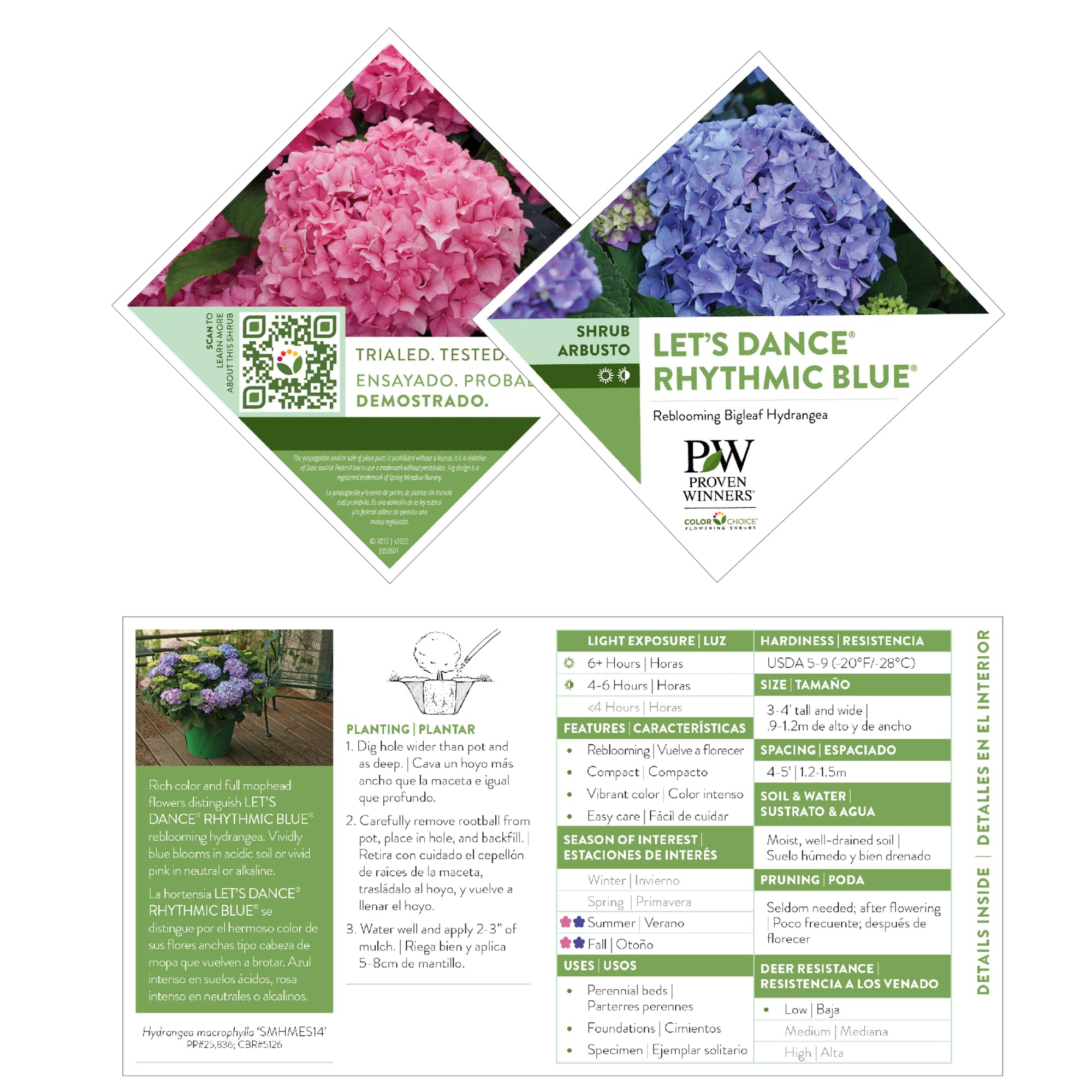 Proven Winners Let’s Dance Rhythmic Blue reblooming color for months