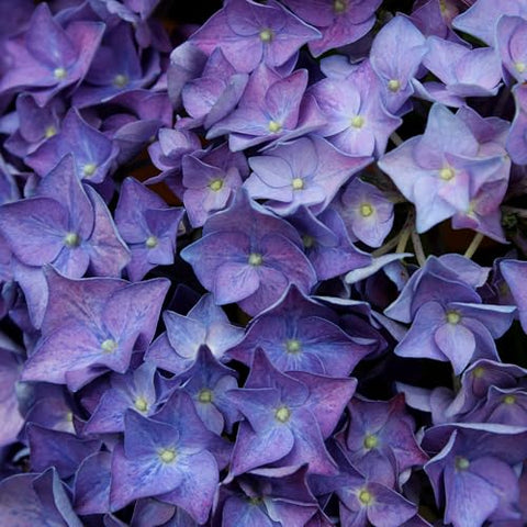 Proven Winners Let’s Dance Rhythmic Blue shrub in garden bed for landscape impact