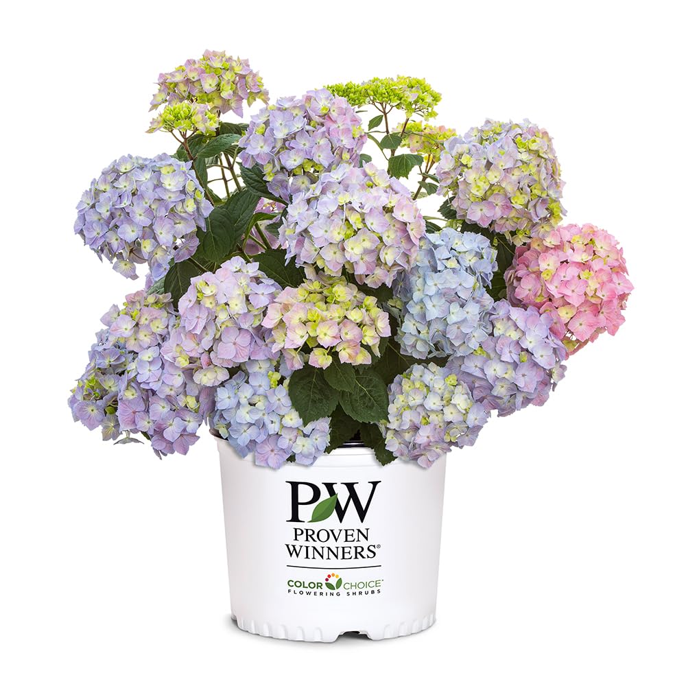 Proven Winners Let’s Dance Sky View bloom in sky blue with honeydew eye.