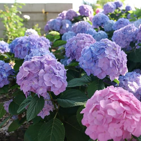 Proven Winners Let’s Dance Sky View blue bloom for bright garden focal point.