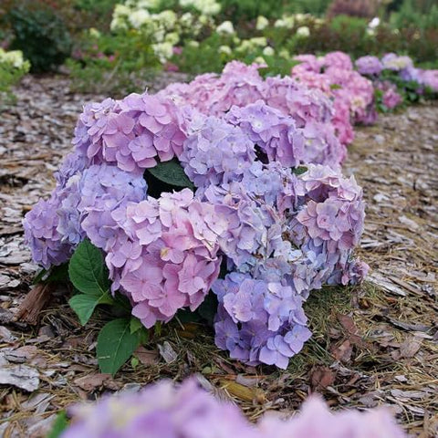 Proven Winners Let’s Dance Sky View compact shrub ideal for small spaces and containers.